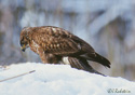 Buteo buteo